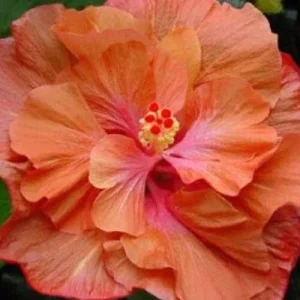 20 Double Orange Pink Hibiscus Seeds - Perennial Flower Bloom - Image 5