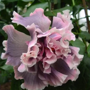 20 Double Pink Gray Hibiscus Seeds - Perennial Flower Bloom - Image 7