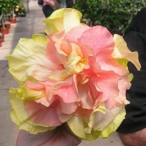 20 Double Pink Orange Hibiscus Seeds - Perennial Flower Blooms - Image 8