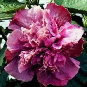 20 Double Pink Purple Hibiscus Seeds - Perennial Flower Bloom - Image 5