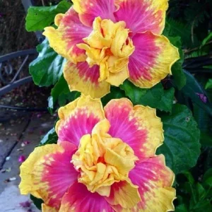 20 Double Pink Yellow Hibiscus Seeds - Hardy Exotic Perennial Flower - Image 4
