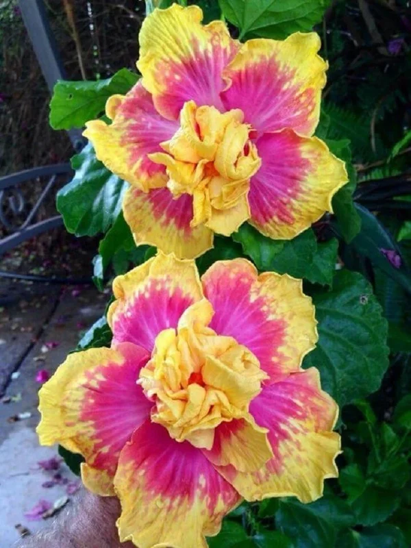 20 Double Pink Yellow Hibiscus Seeds - Hardy Exotic Perennial Flower - Image 9