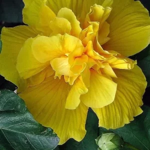 20 Double Yellow Hibiscus Seeds - Exotic Perennial Garden Flowers - Image 7