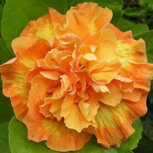 20 Double Yellow Orange Hibiscus Seeds - Perennial Flower Bloom - Image 2