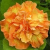 20 Double Yellow Orange Hibiscus Seeds - Perennial Flower Bloom - Image 1