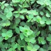 20 Dwarf Bolivian Wandering Jew Callisia Repens Cuttings - Live Plant - Image 1