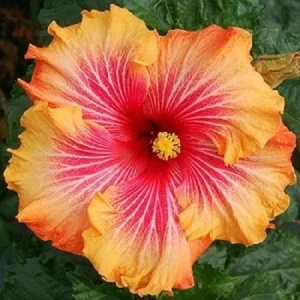 20 Hibiscus Seeds - Red, Yellow, Orange Perennial Flower Bloom - Image 12