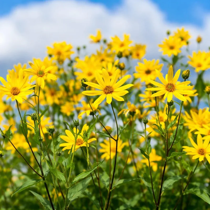 20 Jerusalem Artichoke Seeds - Sunchoke Helianthus Tuberosus - Edible Root Vegetable Garden Seeds - Image 2