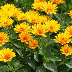 20 Jerusalem Artichoke Seeds - Sunchoke Helianthus Tuberosus - Edible Root Vegetable Garden Seeds - Image 4