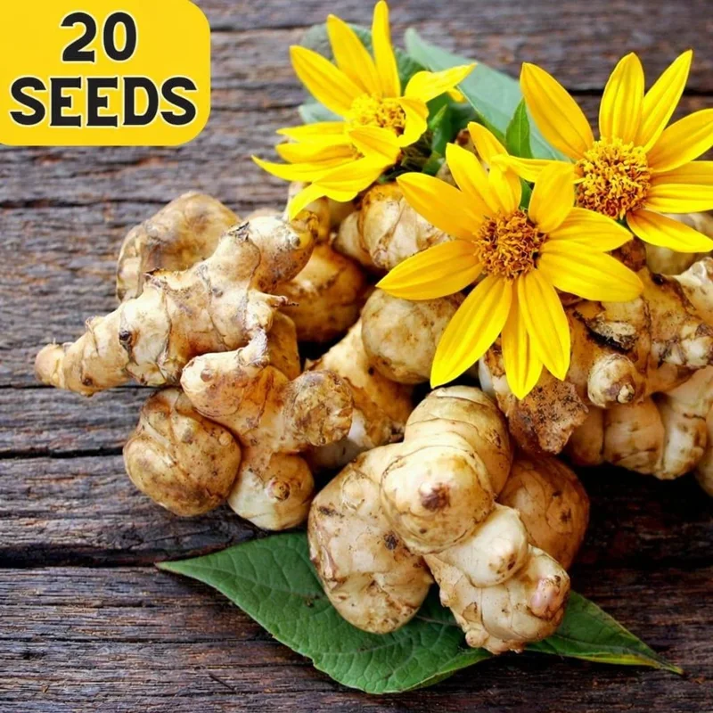 20 Jerusalem Artichoke Seeds - Sunchoke Helianthus Tuberosus - Edible Root Vegetable Garden Seeds - Image 1