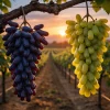 20 Mixed Finger Grape Seeds - Non-GMO, Sweet Grapes, Home Garden Planting - Image 1