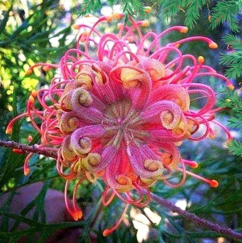 20 Organic Flower Seeds - Colorful Fast Growing Blooms for Spring & Summer - Image 2