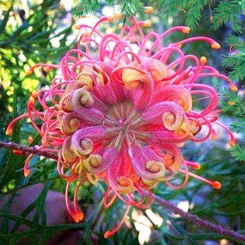 20 Organic Flower Seeds - Colorful Fast Growing Blooms for Spring & Summer - Image 3