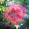 20 Organic Flower Seeds - Colorful Fast Growing Blooms for Spring & Summer - Image 1