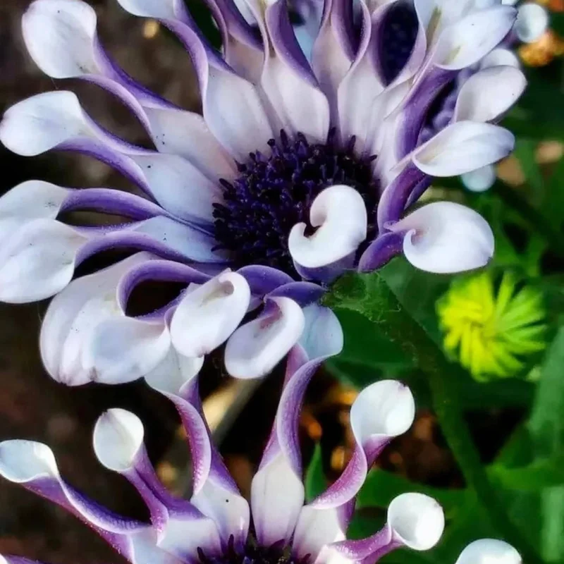 20+ Osteospermum Spider Mix Seeds – Rare Daisy Flowers Non-GMO for Garden - Image 2