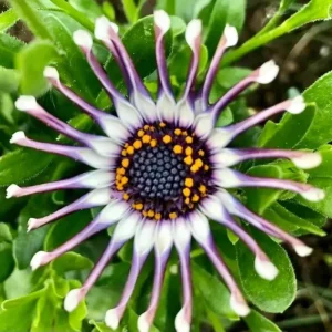 20+ Osteospermum Spider Mix Seeds – Rare Daisy Flowers Non-GMO for Garden - Image 3