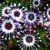 20+ Osteospermum Spider Mix Seeds – Rare Daisy Flowers Non-GMO for Garden - Image 1