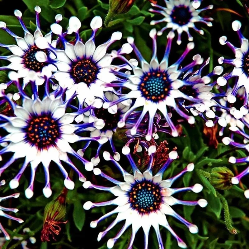 20+ Osteospermum Spider Mix Seeds – Rare Daisy Flowers Non-GMO for Garden - Image 1