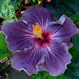 20 Purple Hibiscus Seeds - Perennial Flower Seeds for Outdoor Planting - Image 1