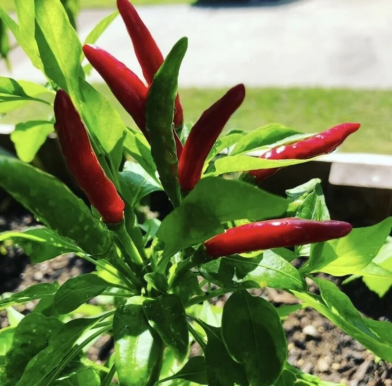 20 Siling Labuyo Pepper Seeds - Filipino Bird's Eye Chili Seeds for Planting - Image 2
