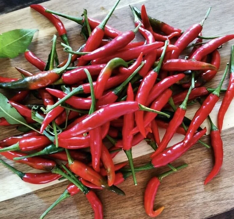 20 Siling Labuyo Pepper Seeds - Filipino Bird's Eye Chili Seeds for Planting - Image 1