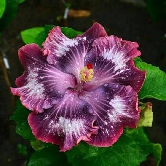 20 Silver Pink Purple Hibiscus Seeds - Perennial Flower Bloom - Image 2