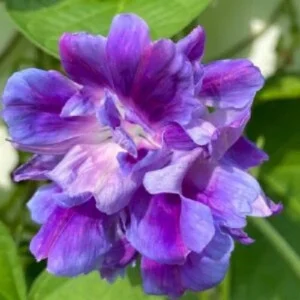 20 Spanish Blue Eyes Morning Glory Seeds – Annual Climbing Vine Flowers - Image 12