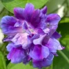 20 Spanish Blue Eyes Morning Glory Seeds – Annual Climbing Vine Flowers - Image 1