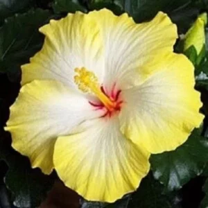 20 Yellow White Hibiscus Seeds - Perennial Flower Seeds for Garden - Image 6