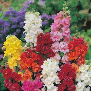 200 Double Mix Snapdragon Flower Seeds - Vibrant Perennial Garden Flowers - Image 11