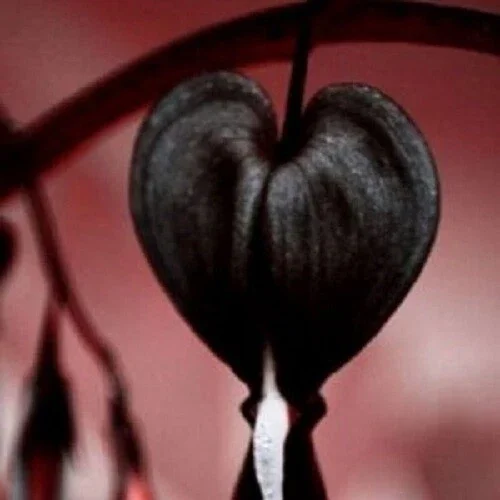 25 Black Bleeding Heart Seeds - Perennial Flower Seeds - Image 7
