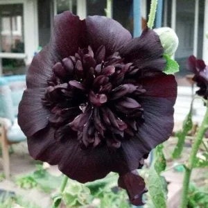 25 Black Prince Hollyhock Seeds - Perennial Flowers for Garden - Image 6