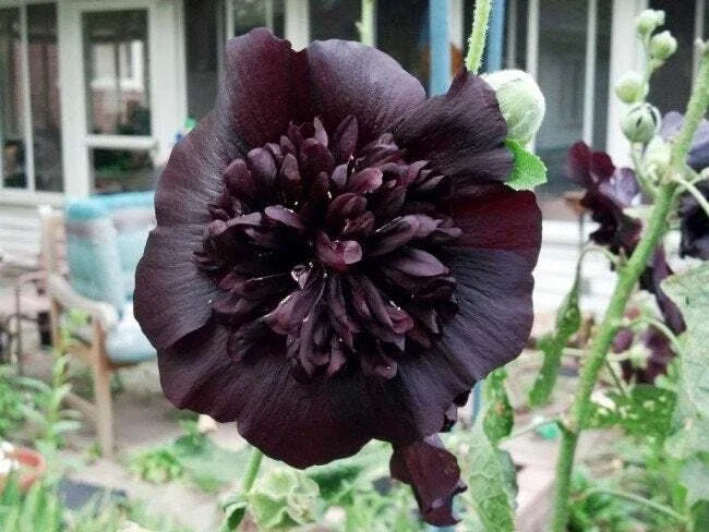 25 Black Prince Hollyhock Seeds - Perennial Flowers for Garden - Image 7