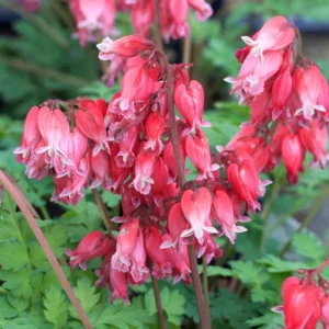 25 Bleeding Heart Seeds - Dicentra Spectabilis - Shade Flower Garden - Image 11
