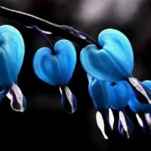 25 Blue Bleeding Heart Seeds - Perennial Flower Seed - Image 7
