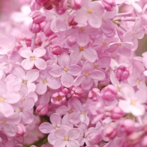 25 Blush Lilac Tree Seeds – Fragrant Perennial Flower Seeds – Outdoor - Image 13