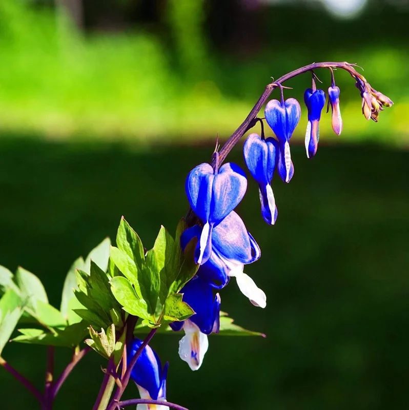 25 Bright Blue Bleeding Heart Seeds - Dicentra Spectabilis Shade Flower - Image 9