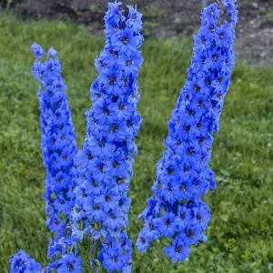 25 Bright Blue Delphinium Seeds - Perennial Garden Flower Seeds - Image 10