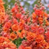 25 Bright Orange Hollyhock Seeds Perennial Flower Seeds Outdoor - Image 1