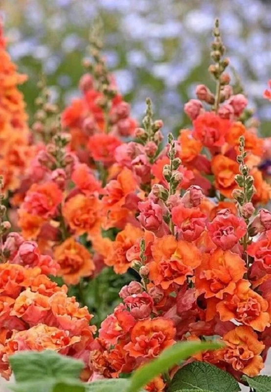 25 Bright Orange Hollyhock Seeds Perennial Flower Seeds Outdoor - Image 1