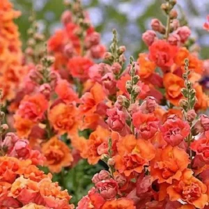 25 Bright Orange Hollyhock Seeds Perennial Flower Seeds Outdoor - Image 8