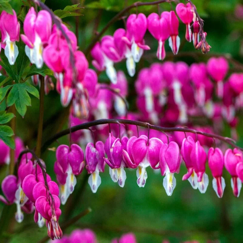 25 Bright Pink Purple Bleeding Heart Seeds - Dicentra Spectabilis Flower Seeds - Image 1
