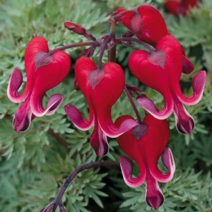 25 Bright Red Bleeding Heart Seeds - Dicentra Spectabilis - Shade Flower Garden - Image 6
