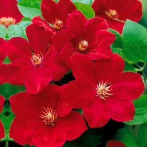 25 Bright Red Clematis Seeds - Perennial Flowering Vine for Gardens - Image 4