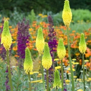 25 Bright Yellow Hot Poker Seeds - Torch Lily Kniphofia Perennial - Image 12