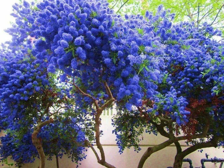 25 California Lilac Seeds – Fragrant Hardy Perennial Flower Seeds – Outdoor - Image 5