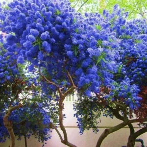 25 California Lilac Seeds – Fragrant Hardy Perennial Flower Seeds – Outdoor - Image 7