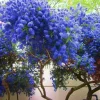 25 California Lilac Seeds – Fragrant Hardy Perennial Flower Seeds – Outdoor - Image 1