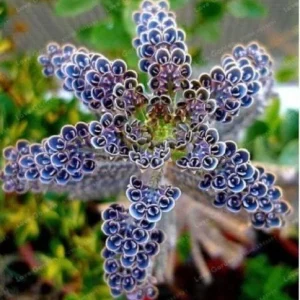 25 Dark Blue Kalanchoe Seeds - Rare Succulent Flower Seeds for Indoors/Outdoors - Image 7