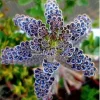 25 Dark Blue Kalanchoe Seeds - Rare Succulent Flower Seeds for Indoors/Outdoors - Image 1